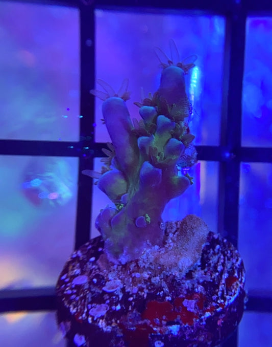 Cali Tort Acropora