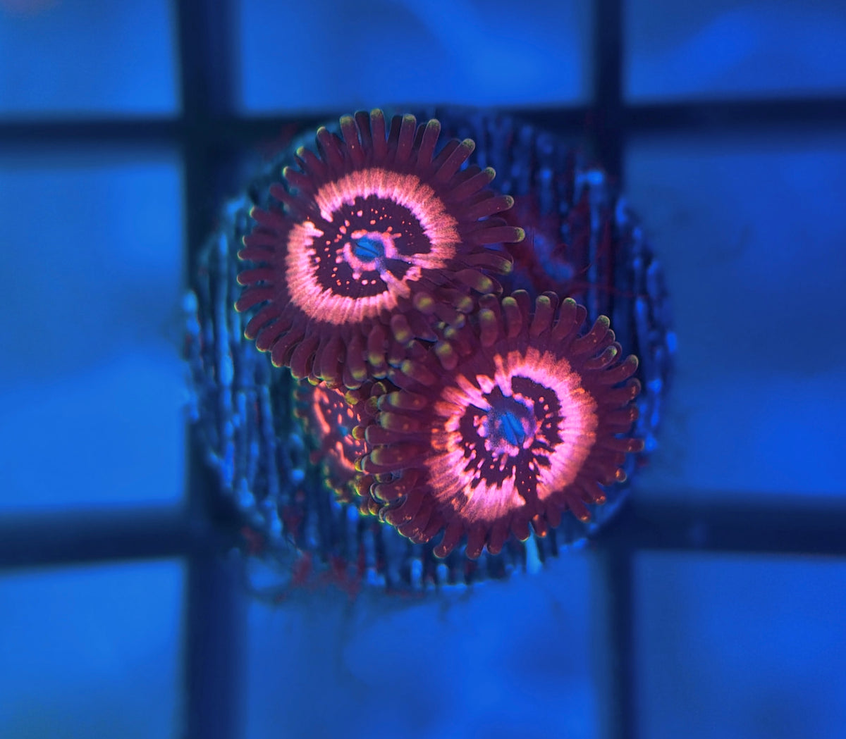 WWC Taser Zoas