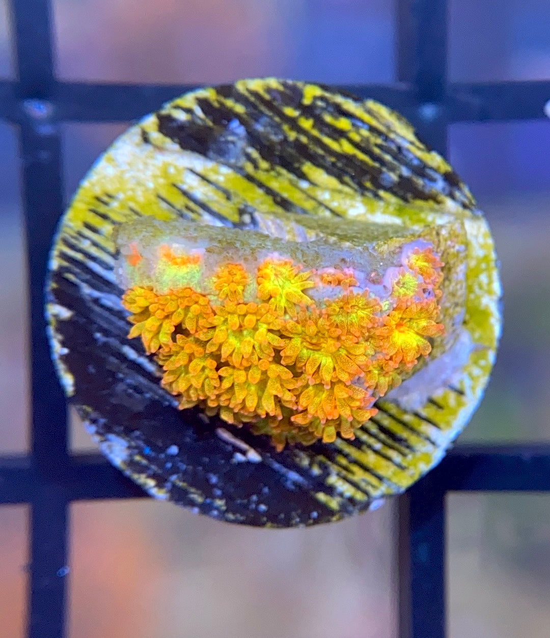 TSA Fairy Dust Glitter Goni