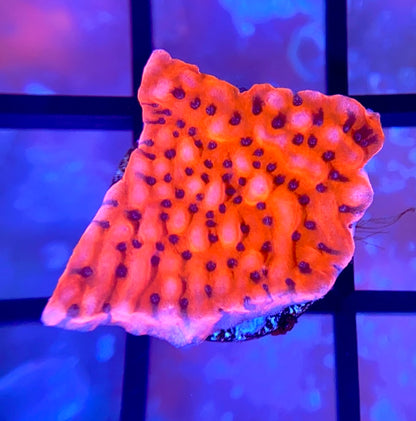 CB Flaming Phoenix Monti