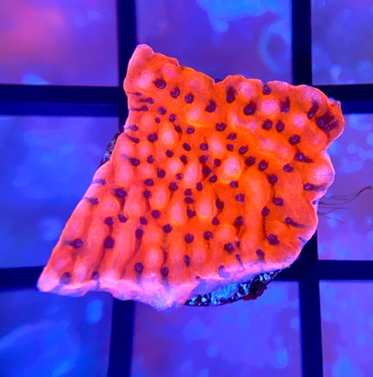 CB Flaming Phoenix Monti