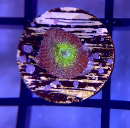 RRG Rainbow Road Favia