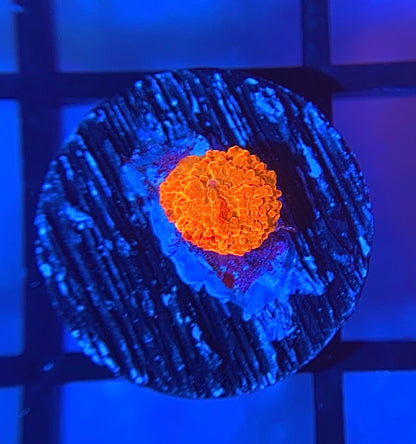 RRG Paint Splatter Jawbreaker