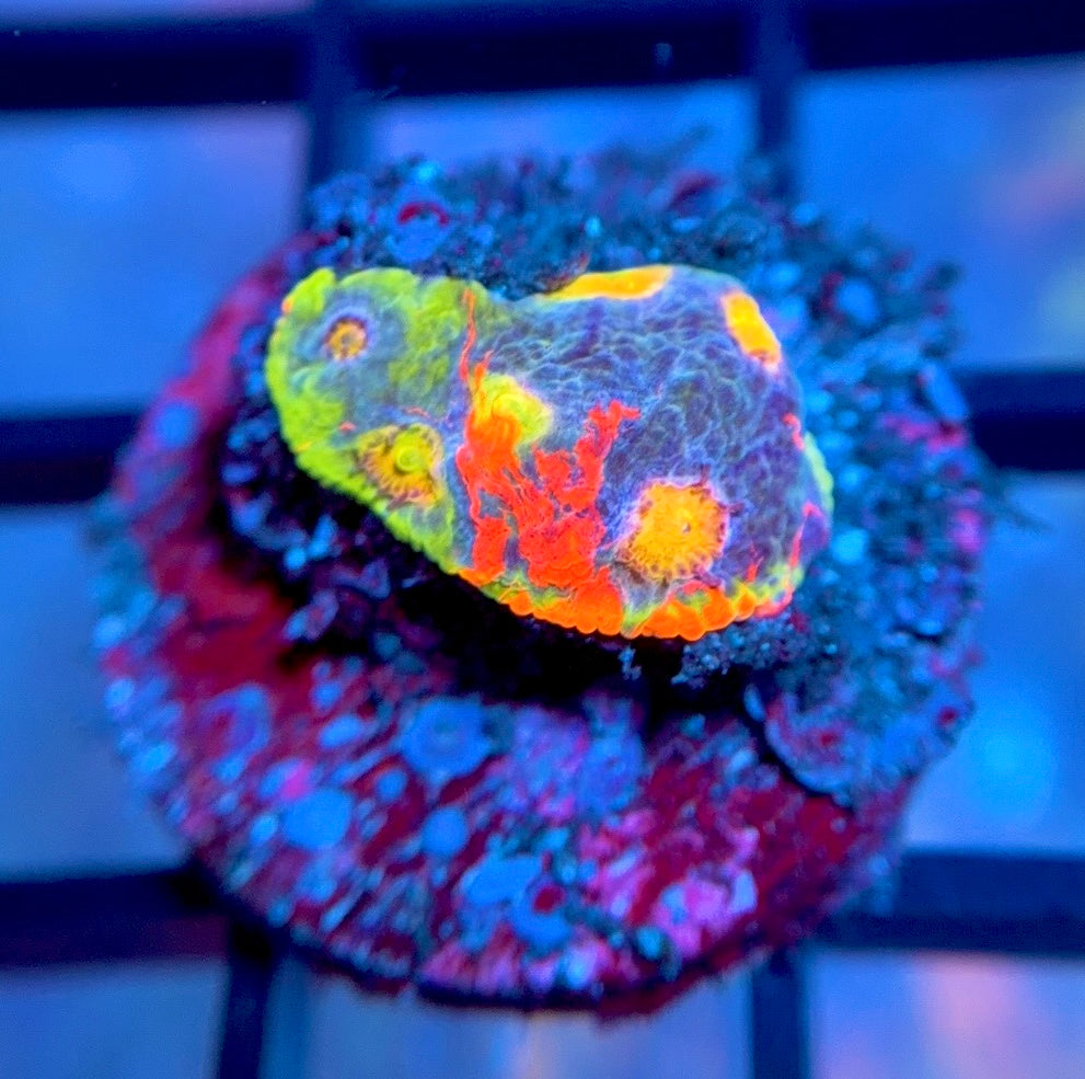 RRG Rainbow Dynamite Chalice