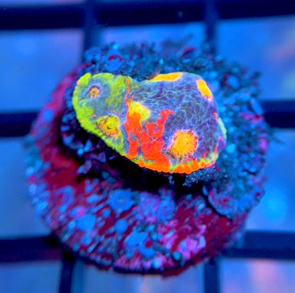 RRG Rainbow Dynamite Chalice