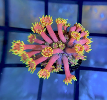 WWC Hollywood Nights Goni