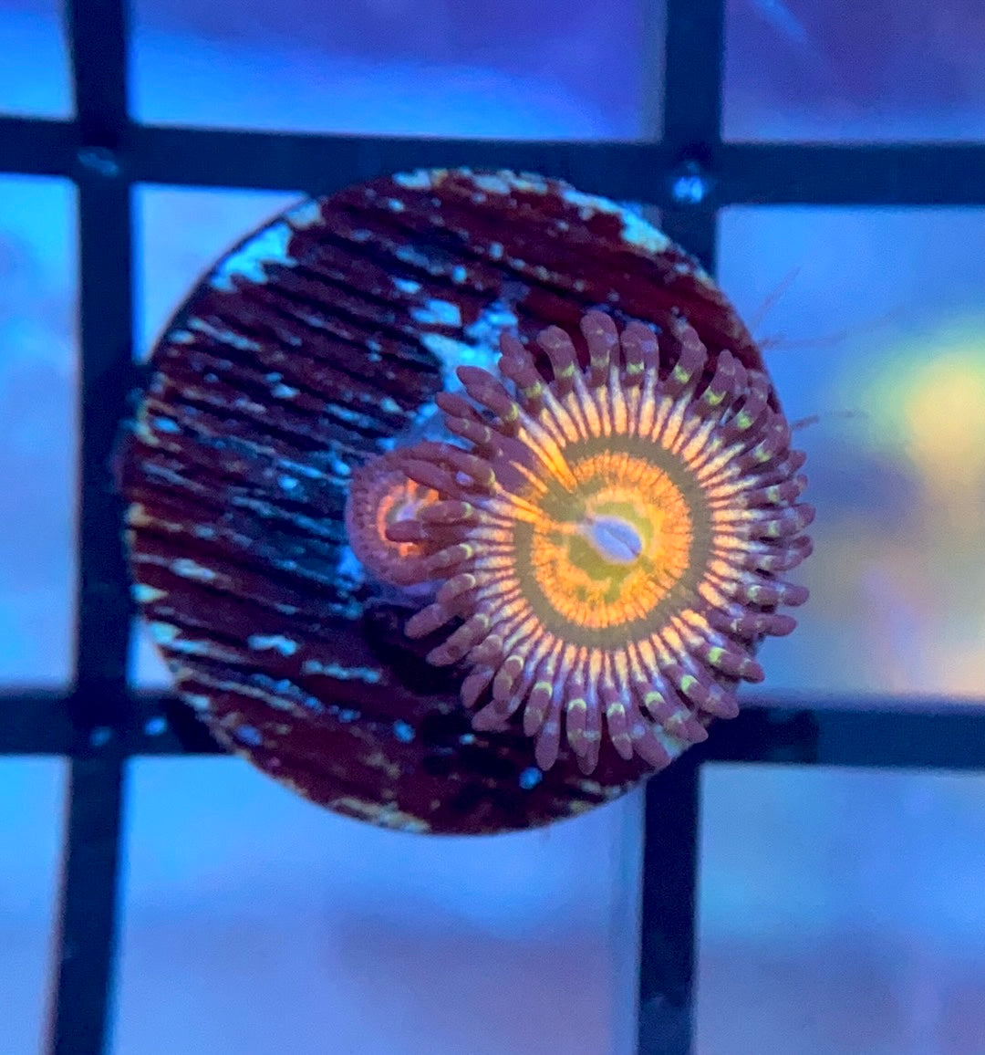 Sunny D Zoas