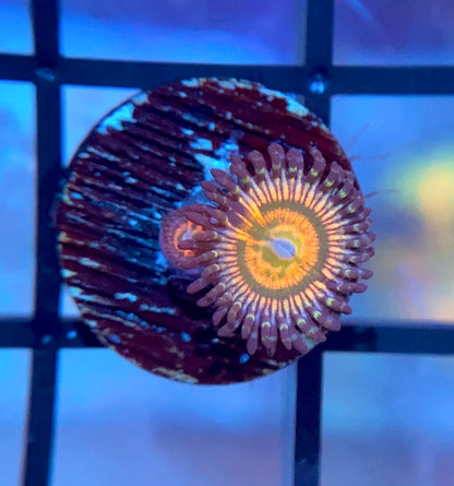 Sunny D Zoas