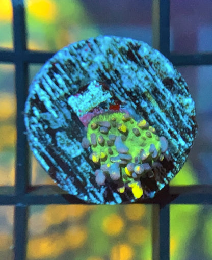 CB Fire Shroom
