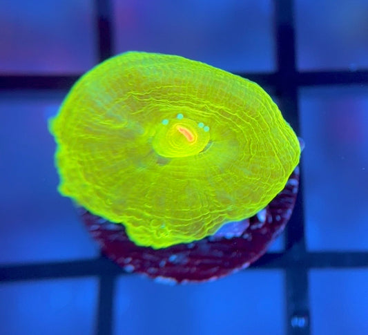 Bleeding Apple Bower