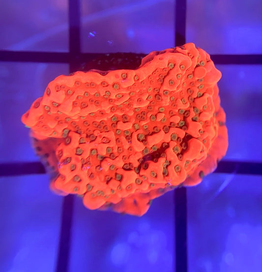 WWC Cherry Tree Monti