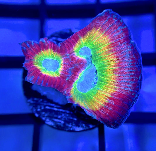 RRG Rainbow Road Favia