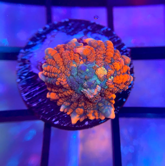 RRG Sub Zero Rhodactis