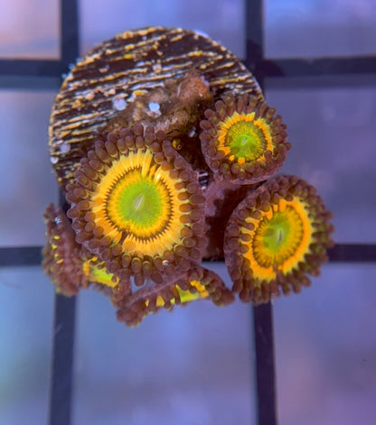 Citrus Cooler Zoas
