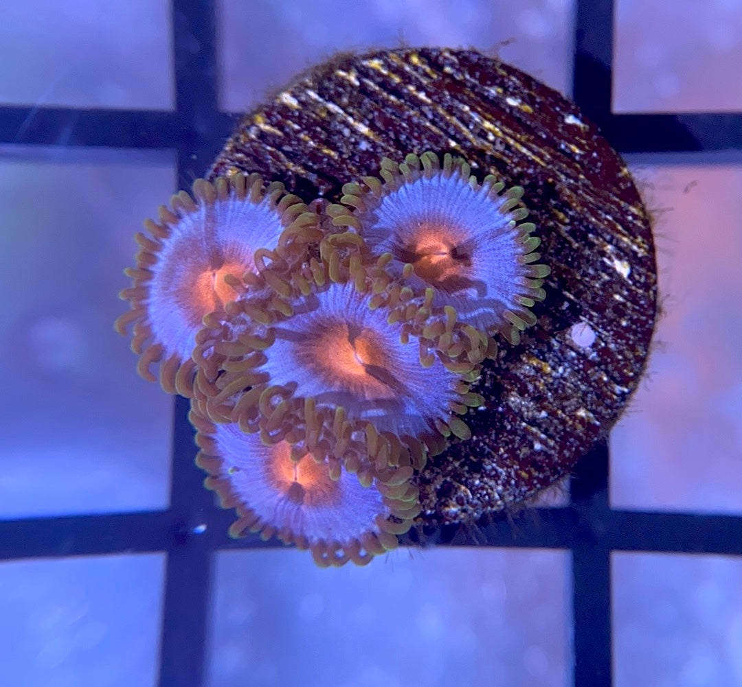 Miami Vice Zoas