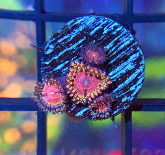 ReefTRD Panty Dropper Zoas