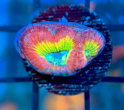 RRG Rainbow Road Favia