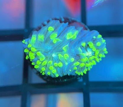 ReefGen Project-X Plate