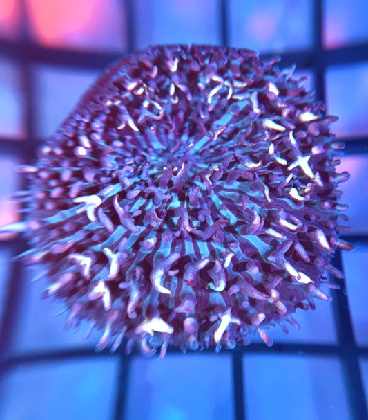 RRG Gummy Bear Bounce Mushroom