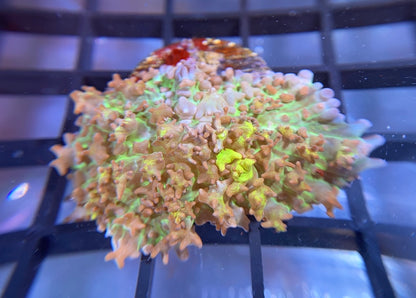 RRG Lemonade Bounce Mushroom
