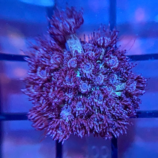 RRG Purple Glitter Goni