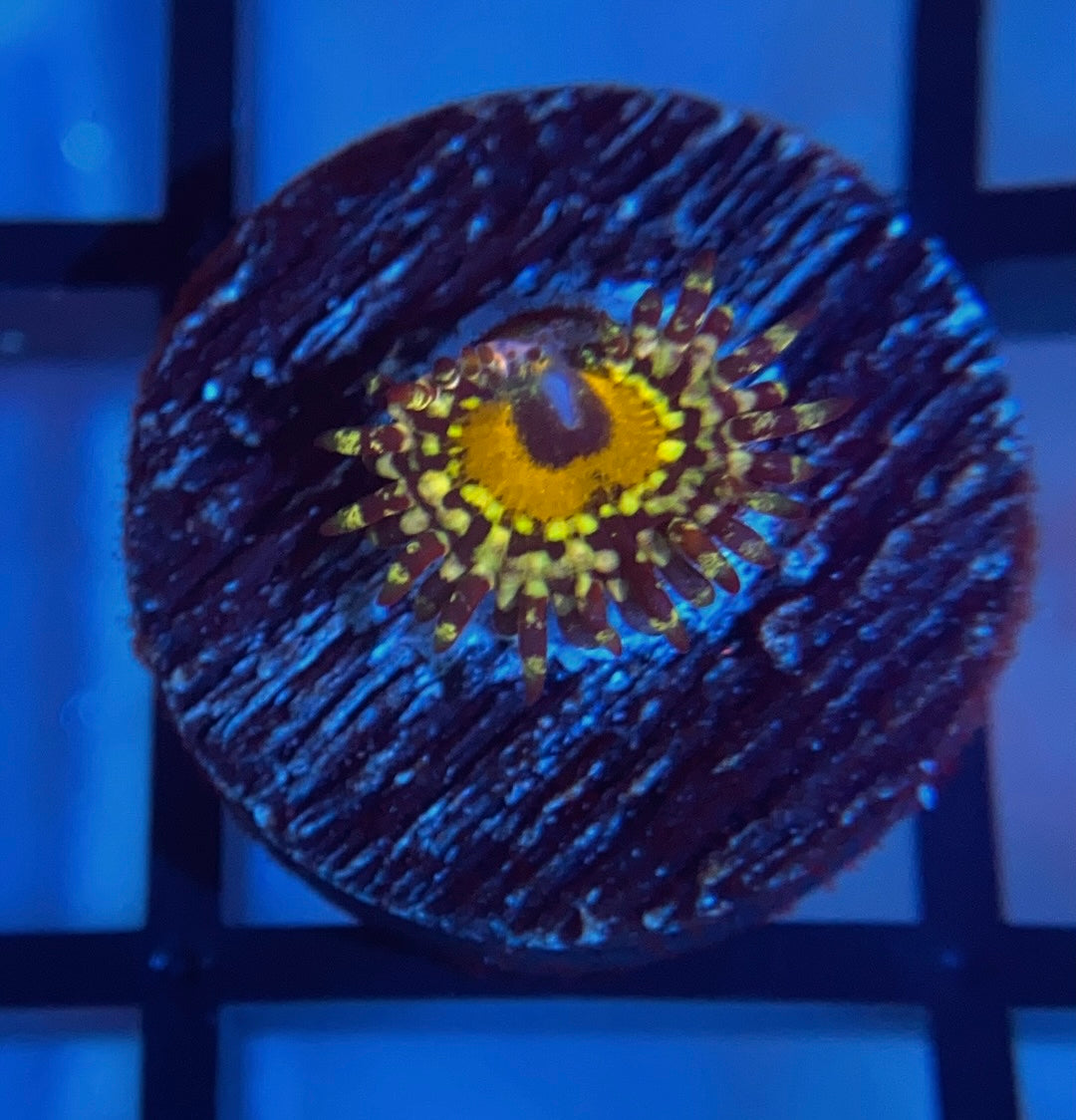 Godbeast Zoas