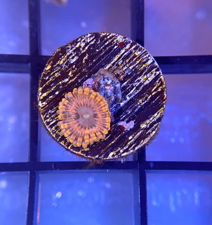 Fairy Fart Zoas