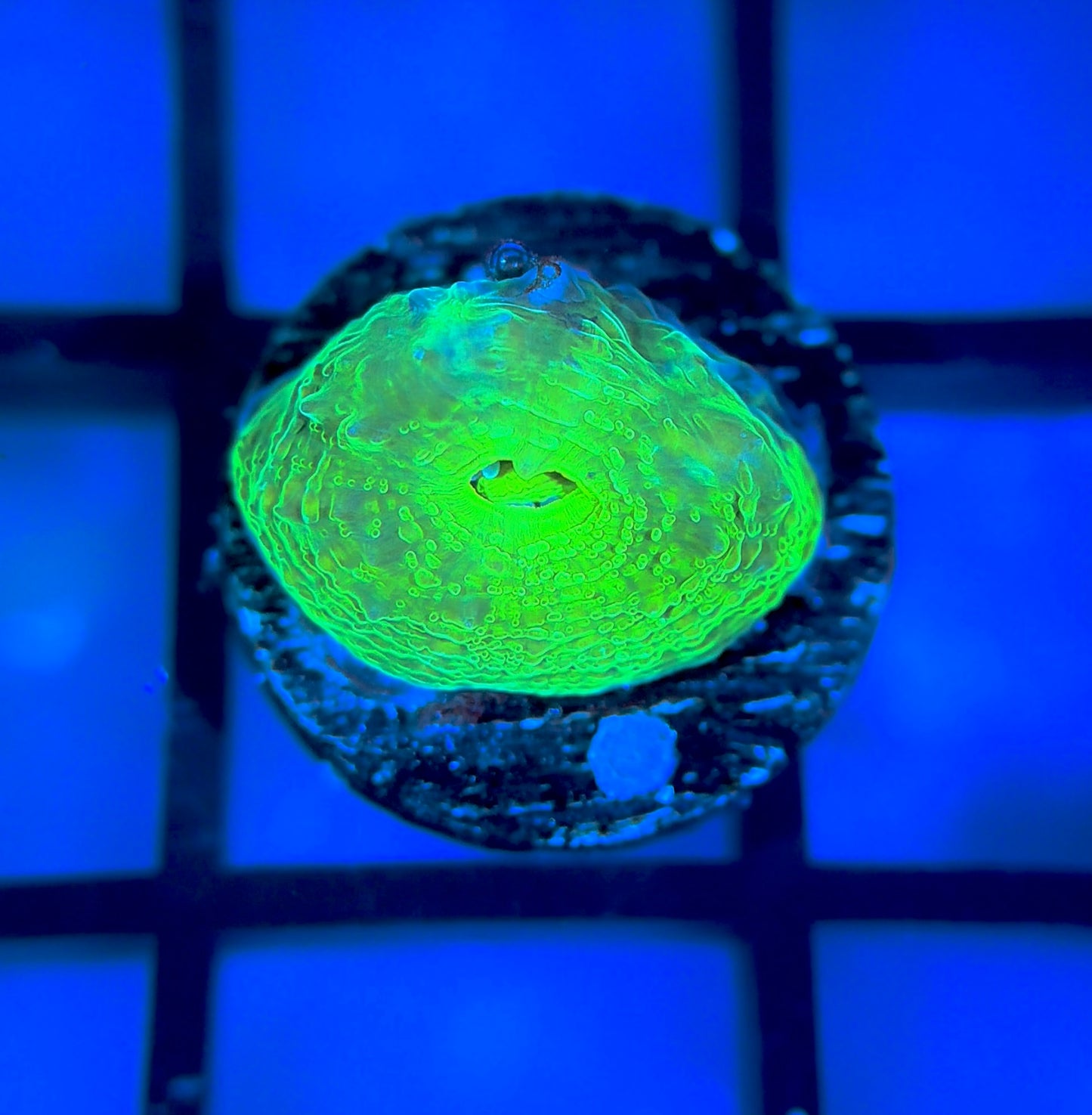 Bleeding Apple Bower