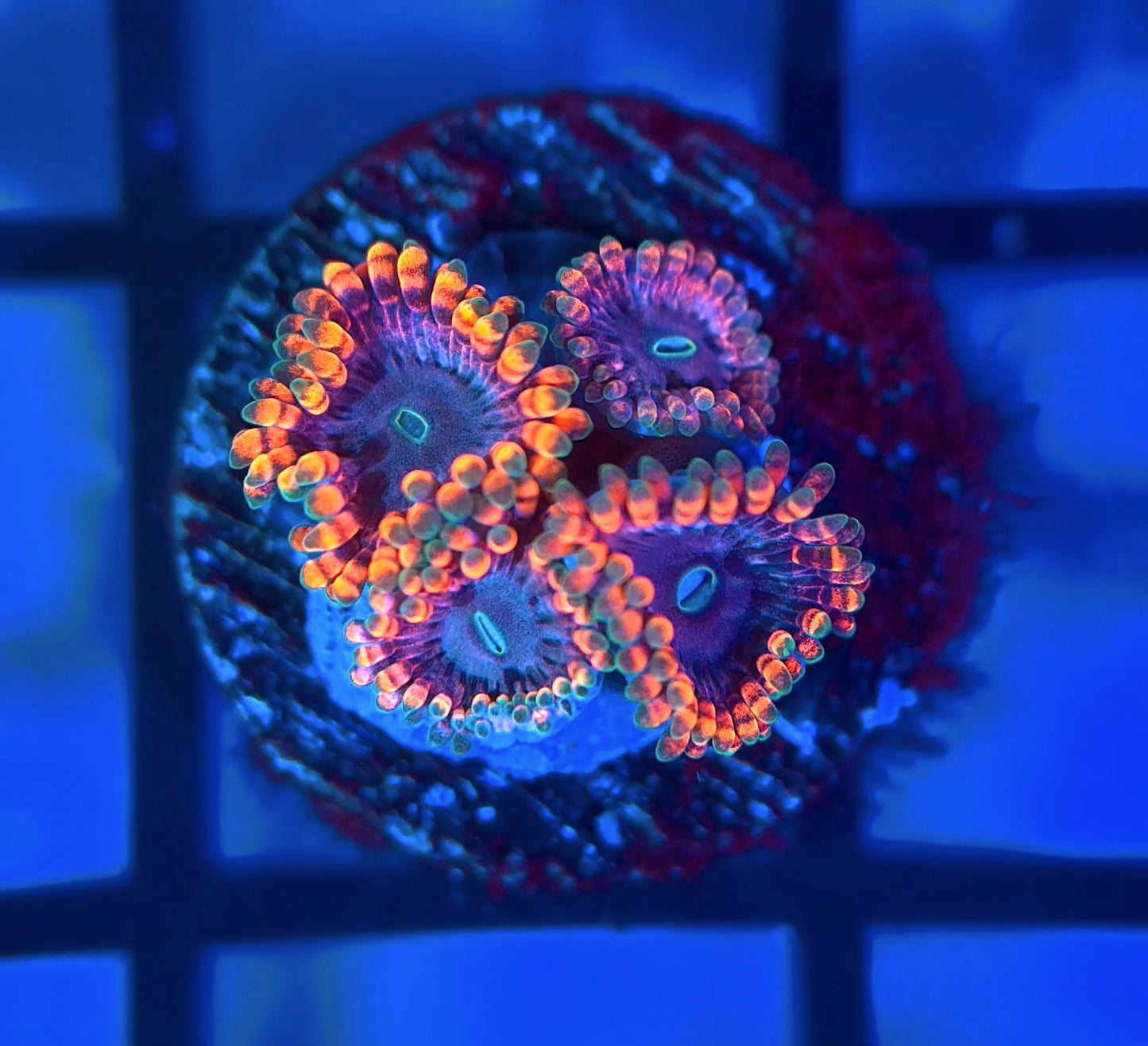 Fairy Fart Zoas