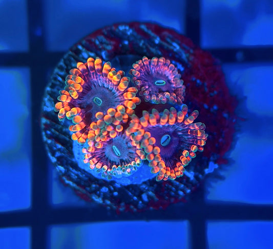 Fairy Fart Zoas