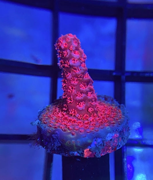 RR Raven Millepora