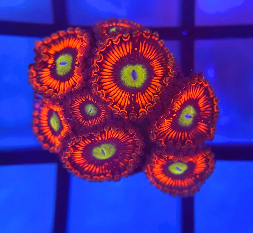 Hyper Phoenix Zoas