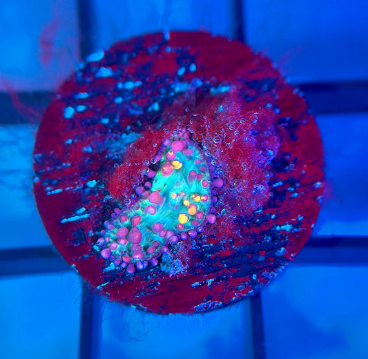 CB Fire Shroom