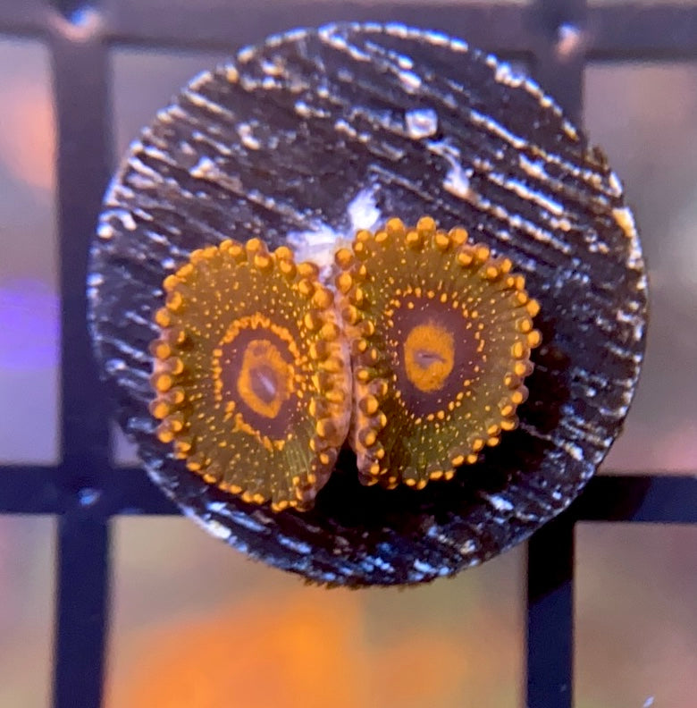 JF Azz Krak Zoas