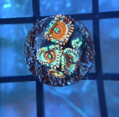 Salted Agave Zoas