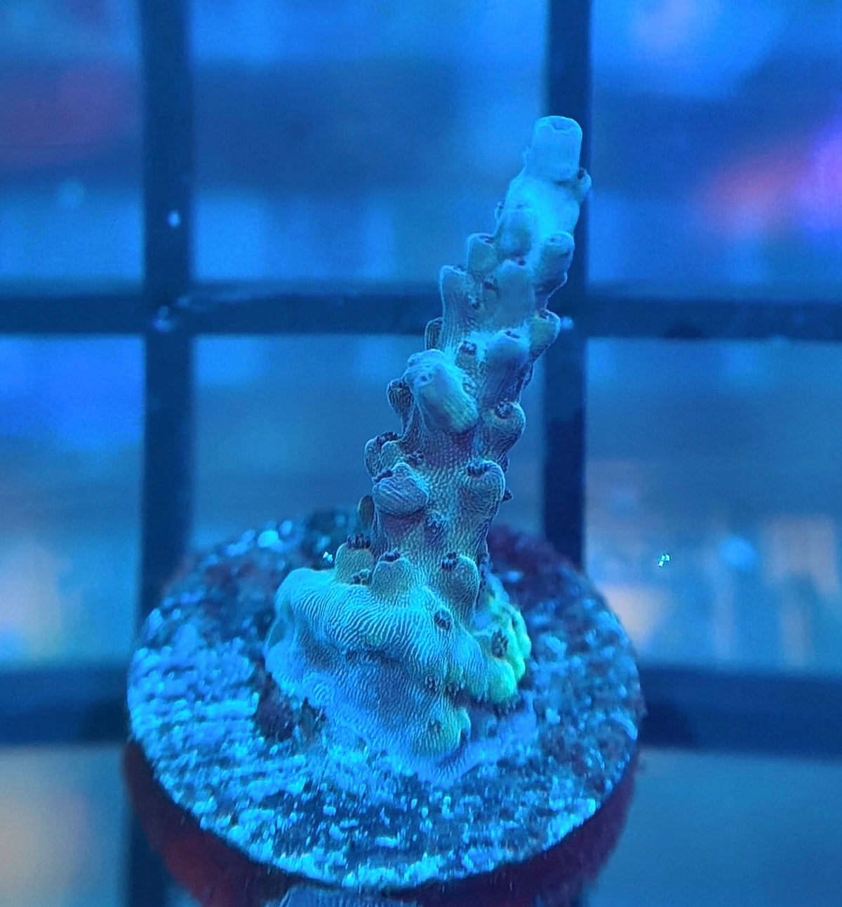 RRG Dry Ice Acro