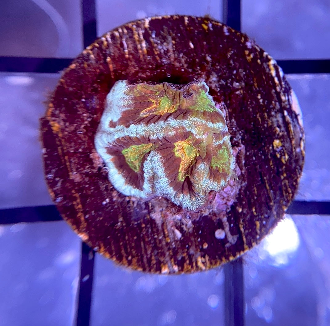 TG Platycakes Platygyra