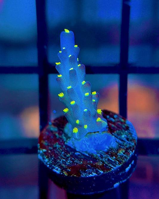 Garf Bonsai Acro