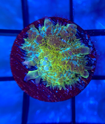 RRG Hulk Bounce Mushroom