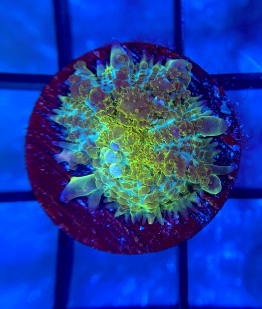 RRG Hulk Bounce Mushroom