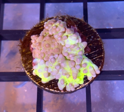 RRG Lemonade Bounce Mushroom