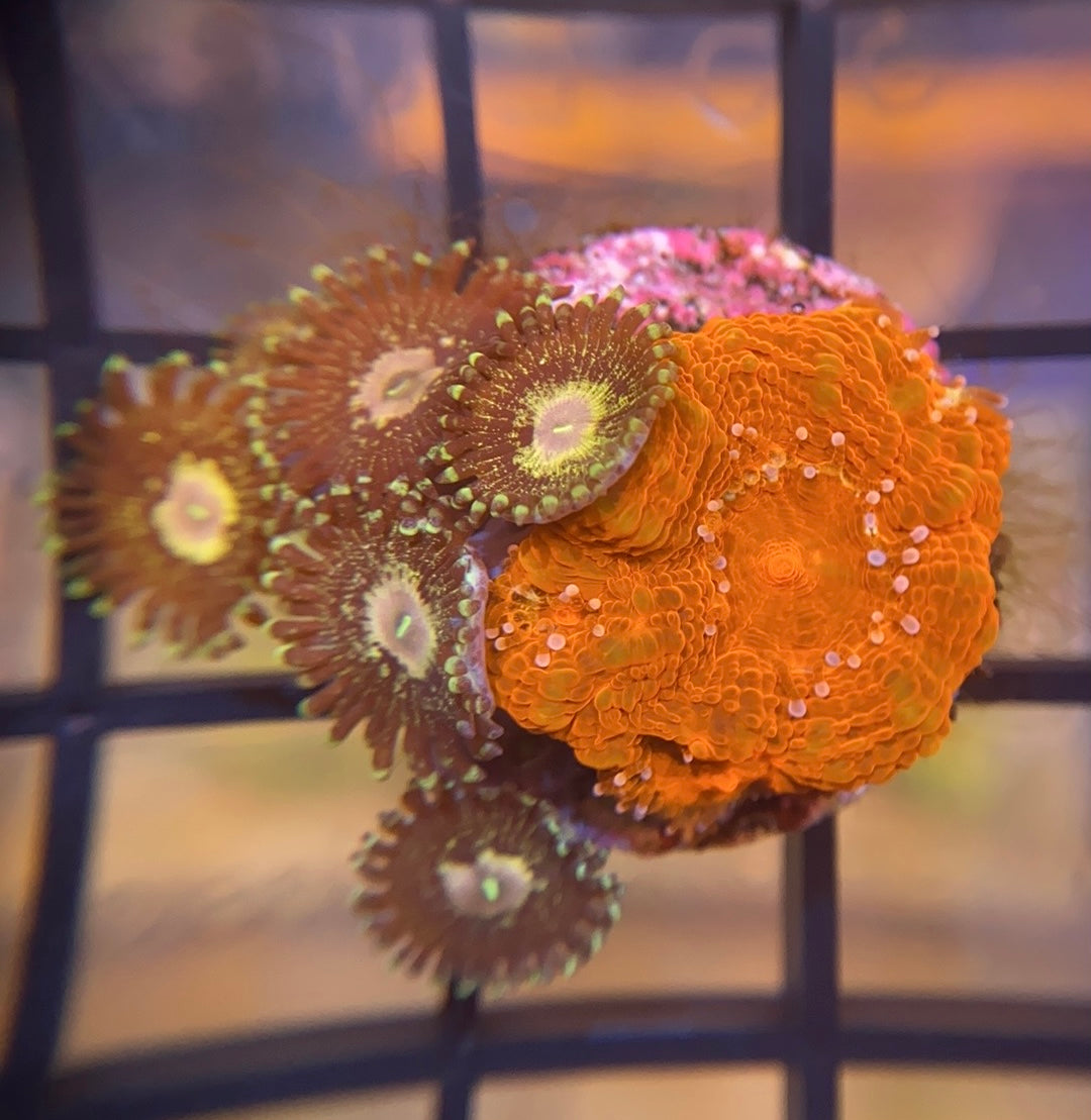 Bleeding Apple Bower