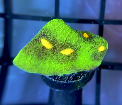 JF Raja Rampage Chalice