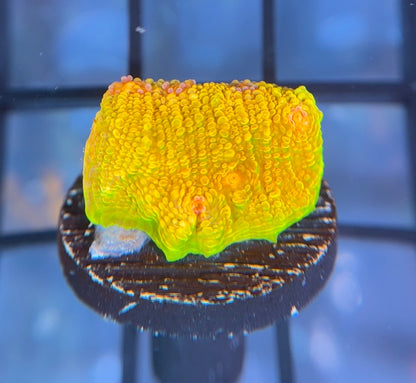 CCA Crayola Meltdown Chalice