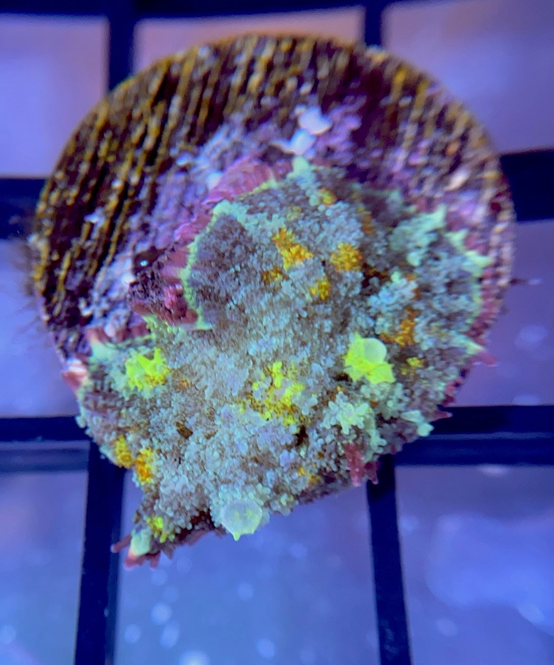 RRG Biohazard Bounce Mushroom