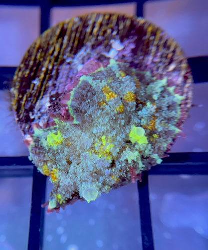 RRG Biohazard Bounce Mushroom