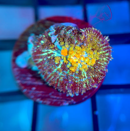 Powerball Bounce Mushroom