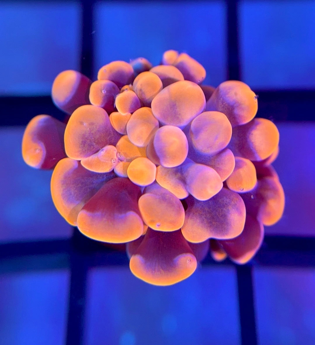 RRG Cinnamon Swirl Hammer