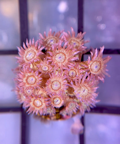 RRG Purple Glitter Goni