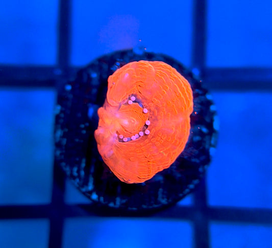 RRG Master Bowerbanki